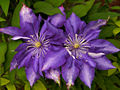 Clematis Daniel Deronda IMG_0243 Powojnik